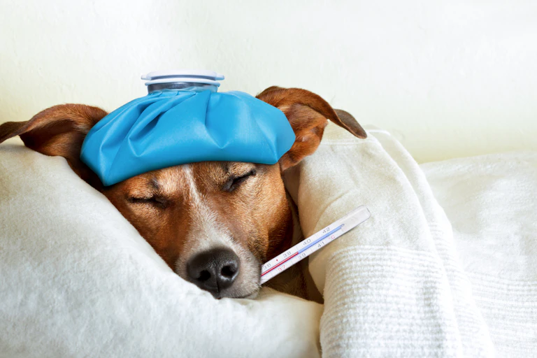 Dog with ice pack and thermometer laying in bed