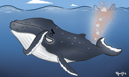 Curious kids: do whales fart and sneeze?