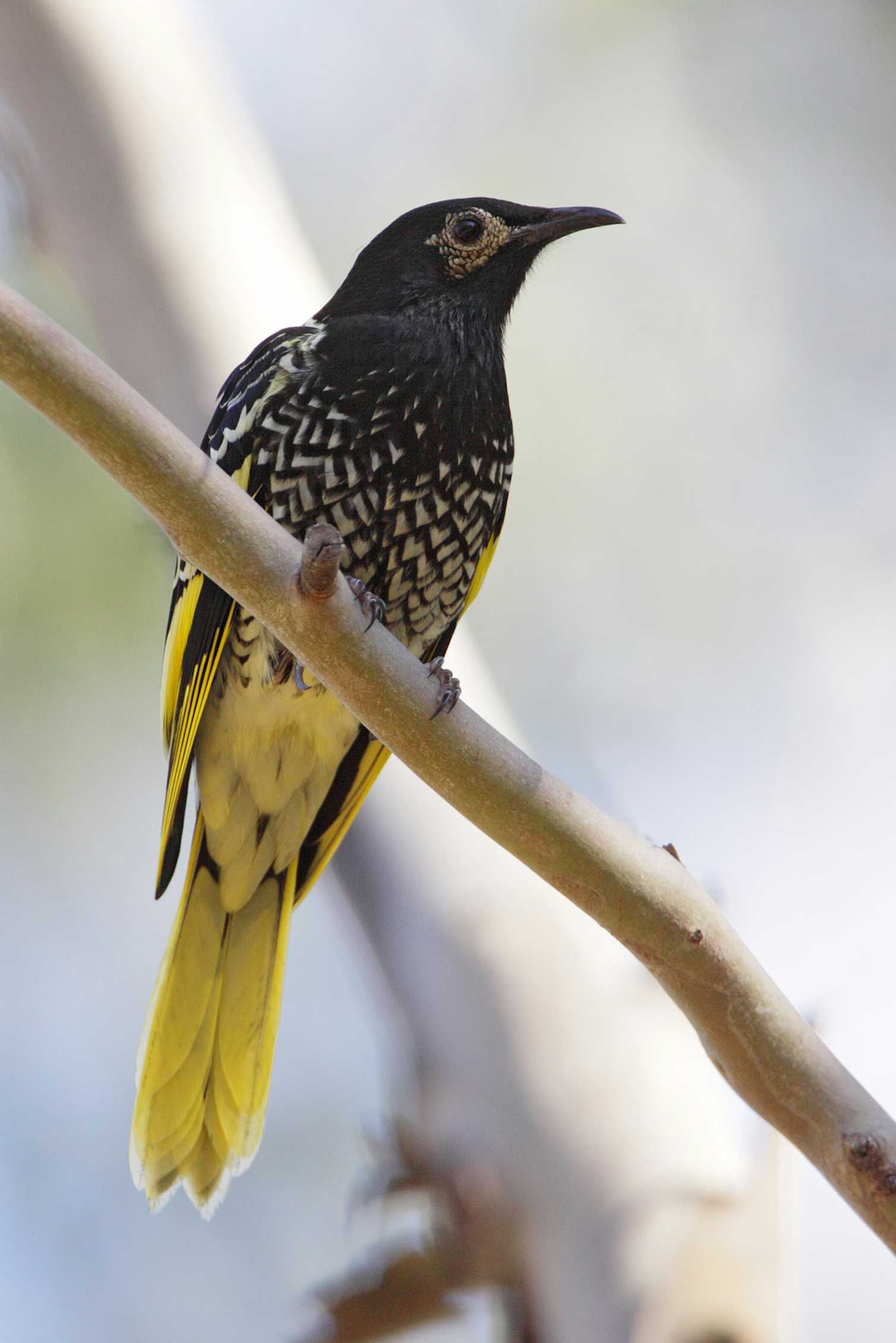 List of critically endangered Australian birds swells
