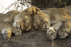Two lions, sleeping head-to-head.