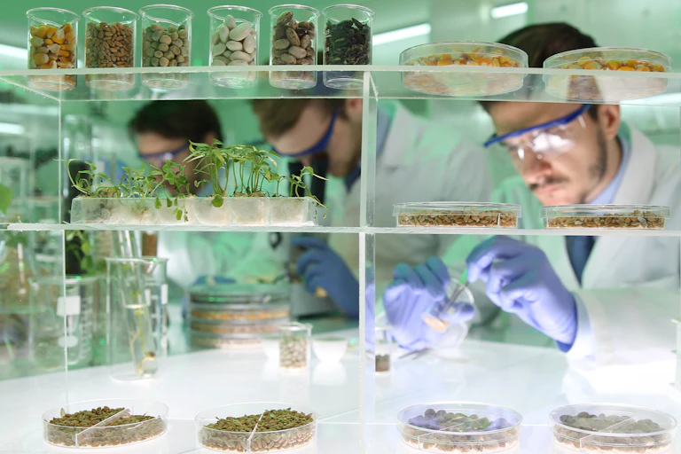 Scientists working in a lab with grains and legumes.