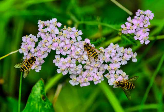 Three hoverflies on flowers