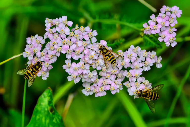 Three hoverflies on flowers