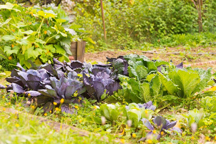 Rows of brassica plants