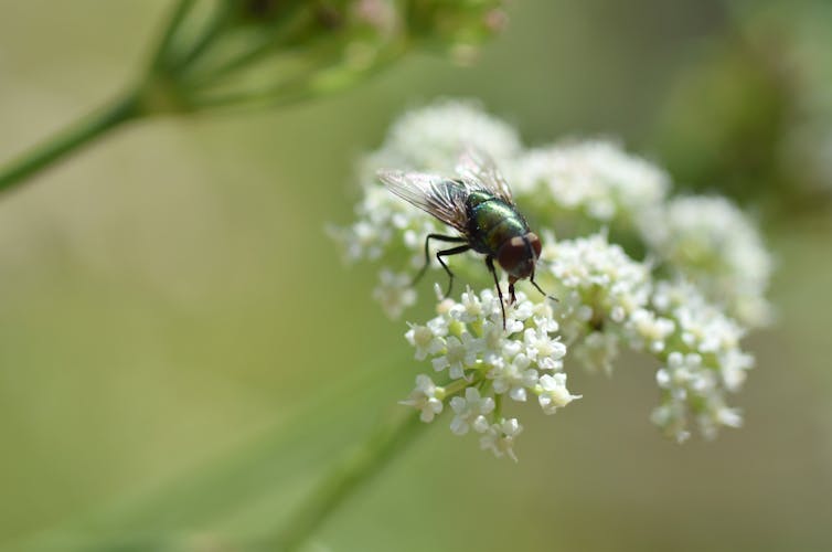 blowfly on white flower