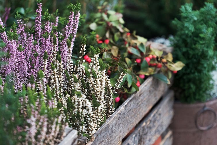 Winter flowers in planter box