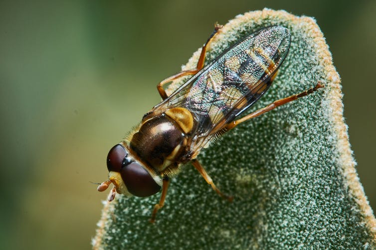 Hoverfly on plant