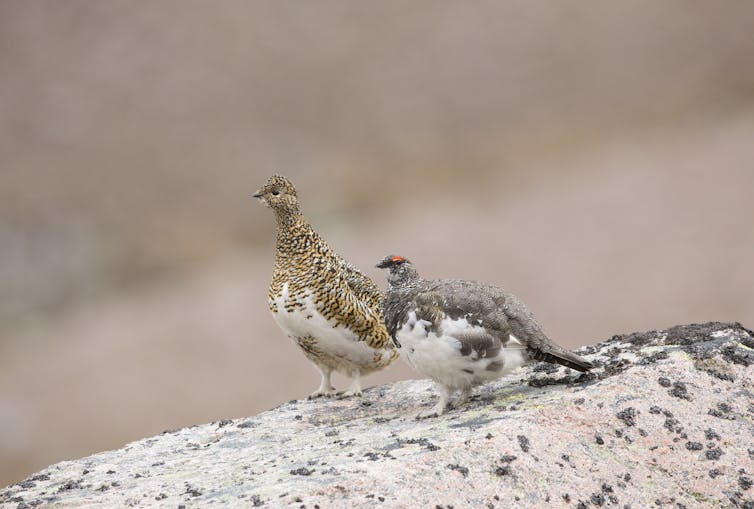 two rock ptarmigans on a rock