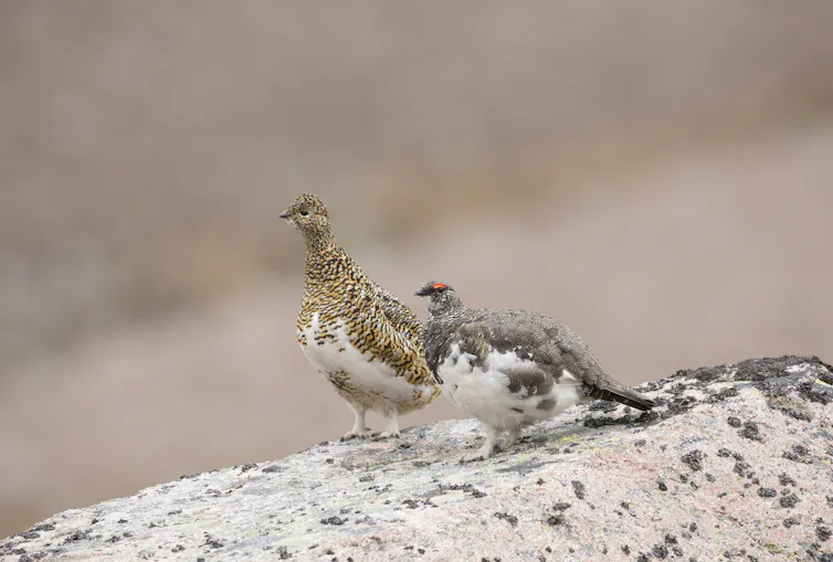 two rock ptarmigans on a rock