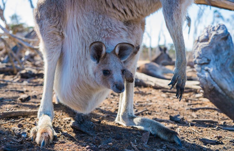 From baby blue-tongues to elephant doulas: motherhood across the animal kingdom