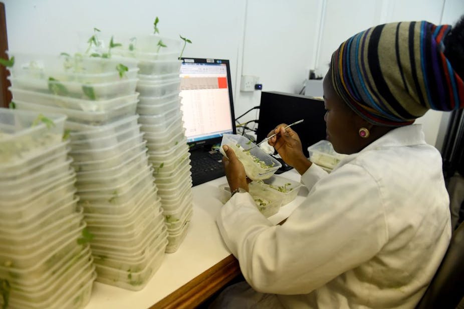 A woman in a brightly coloured headwrap and a white coat examines a container with seeds and green shoots in it.