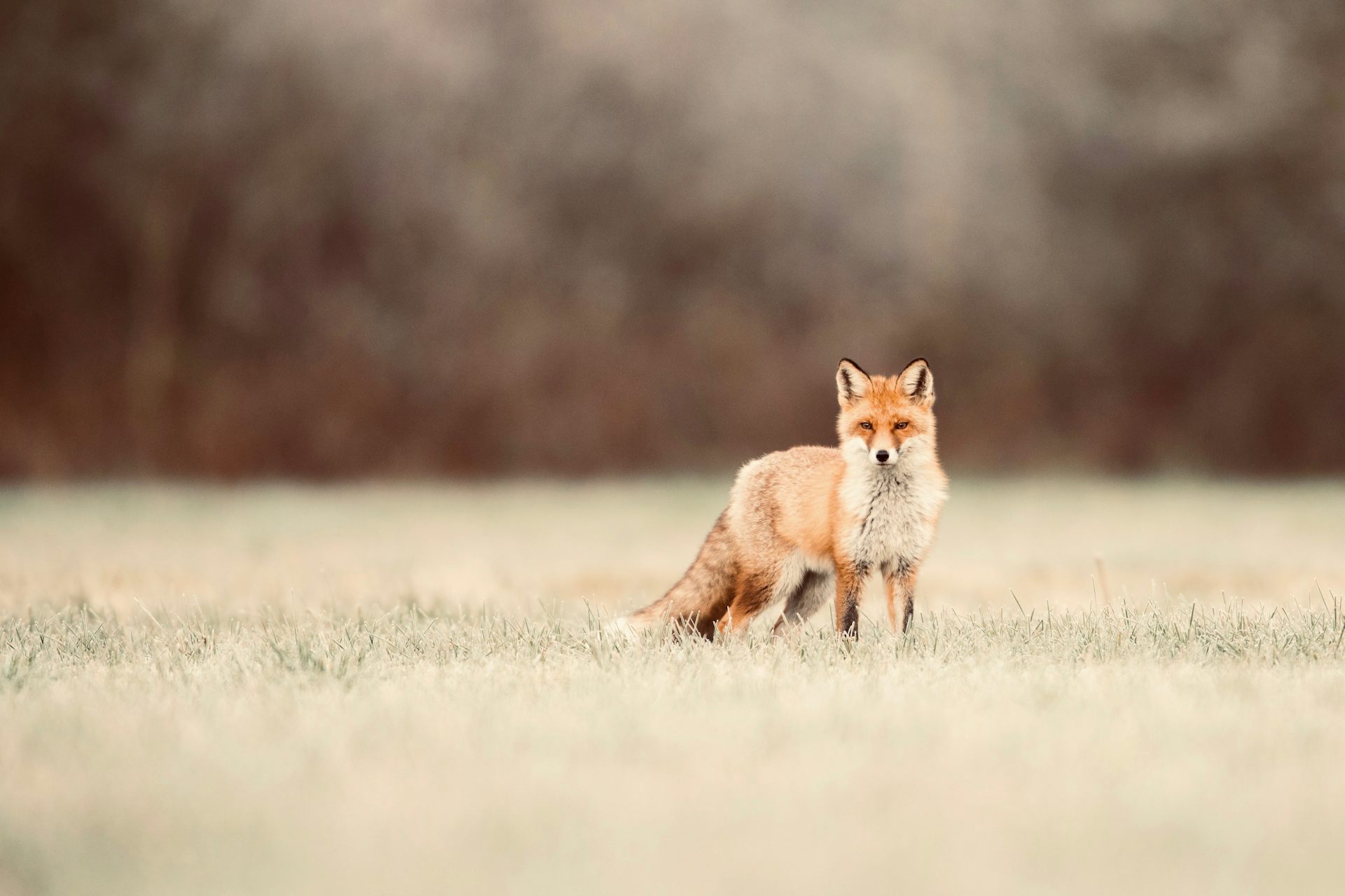 petz 5 red fox breed