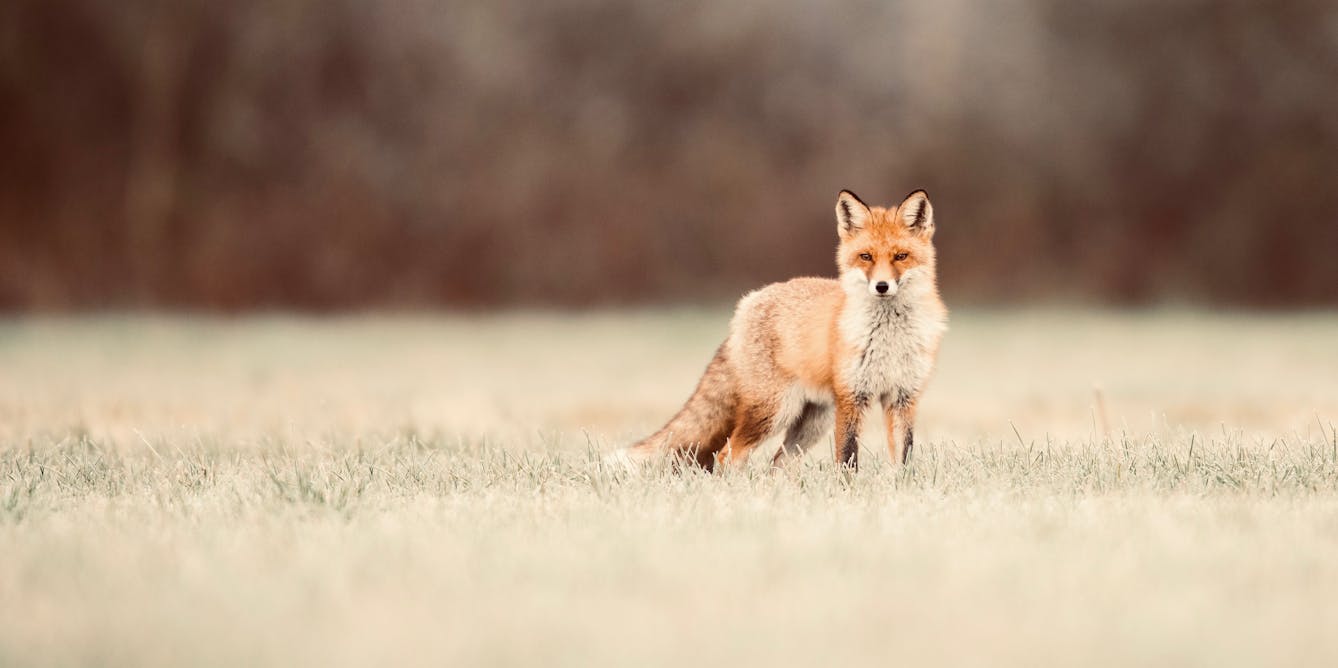 Fox scents are potent they can force a evacuation. Understanding them may save our wildlife