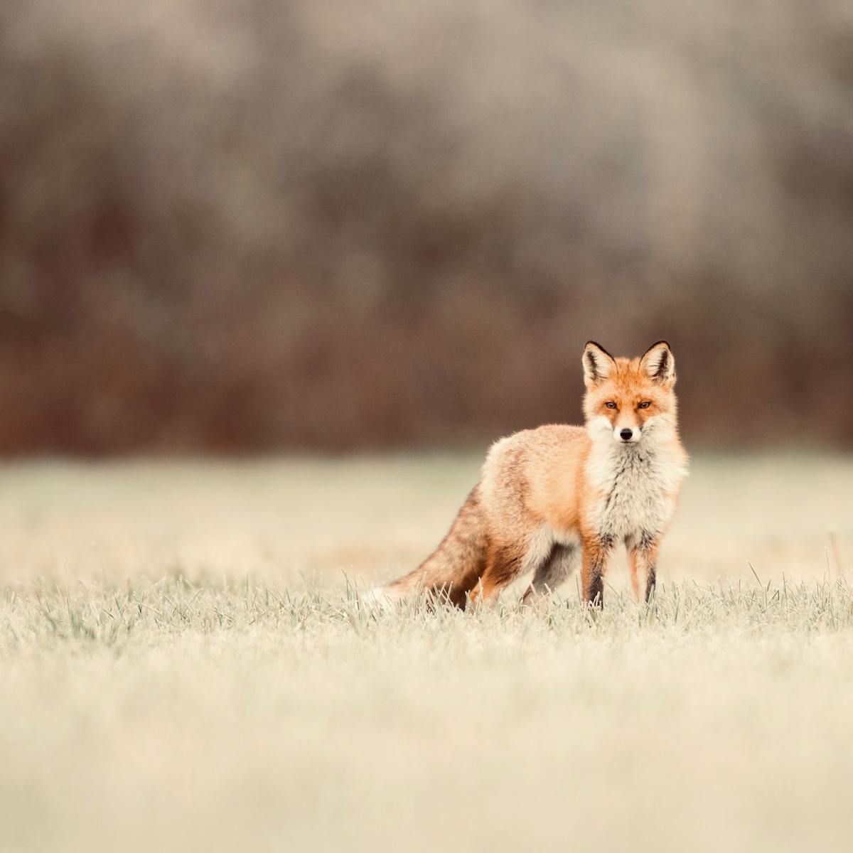Fox scents are so potent they can force a building evacuation ...