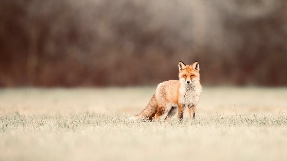 Fox scents are so potent they can force a building evacuation.  Understanding them may save our wildlife