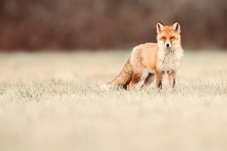 Fox in field