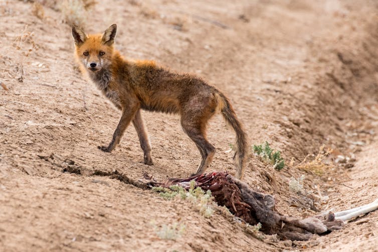 fox with dead animal