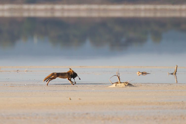 fox killing turtle on beach