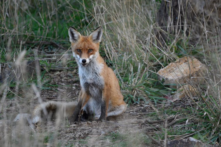 Sitting fox