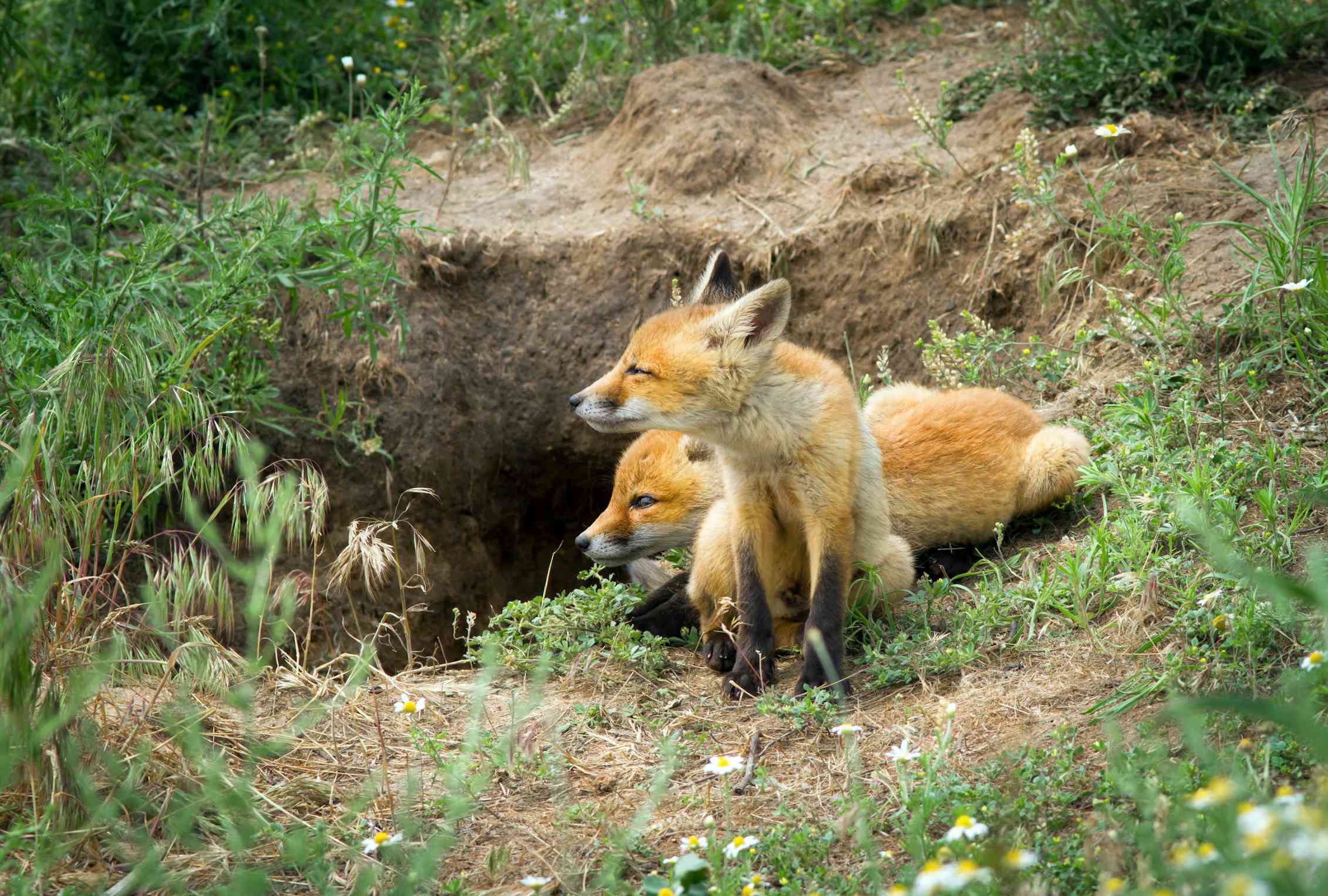 Fox scents are so potent they can force a building evacuation