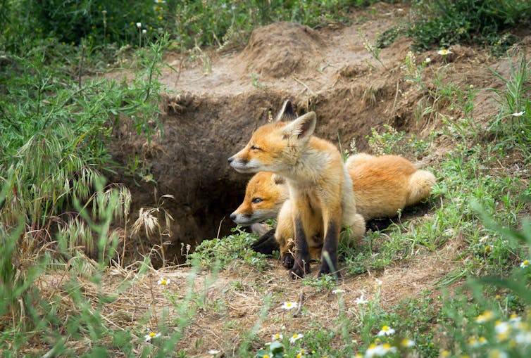 breeding fox pair