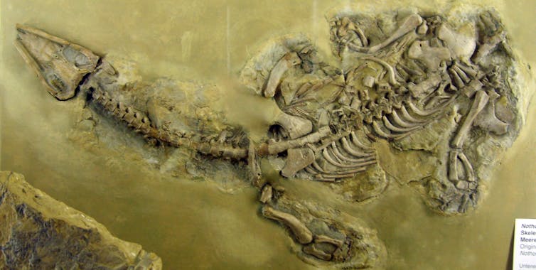 Picture of a fossil marine reptile called _Nothosaurus_.