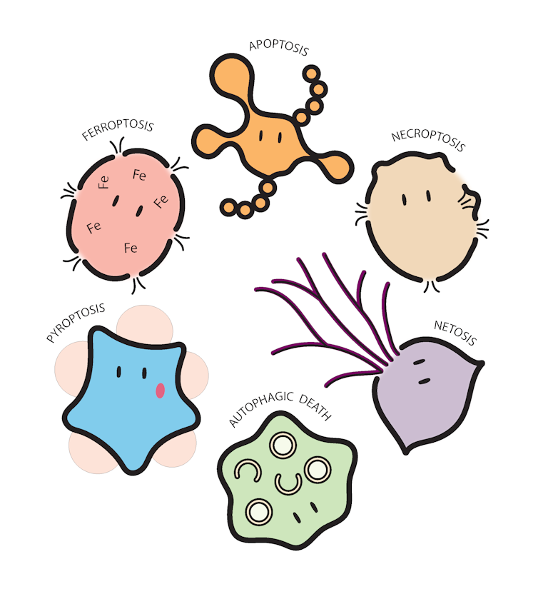 Cartoon illustrating different forms of cell death