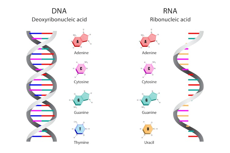 DNA and RNA shown next to each other.