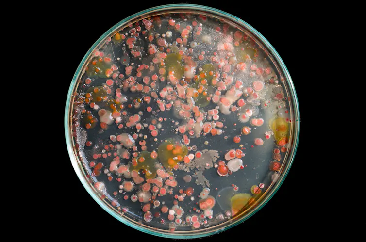 A petri dish with pink and orange bacteria growing on nutrient agar.