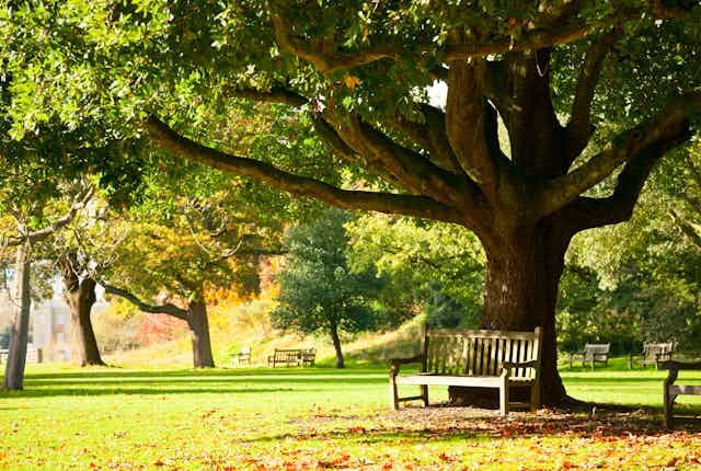 A bench beneath a large tree in a park.