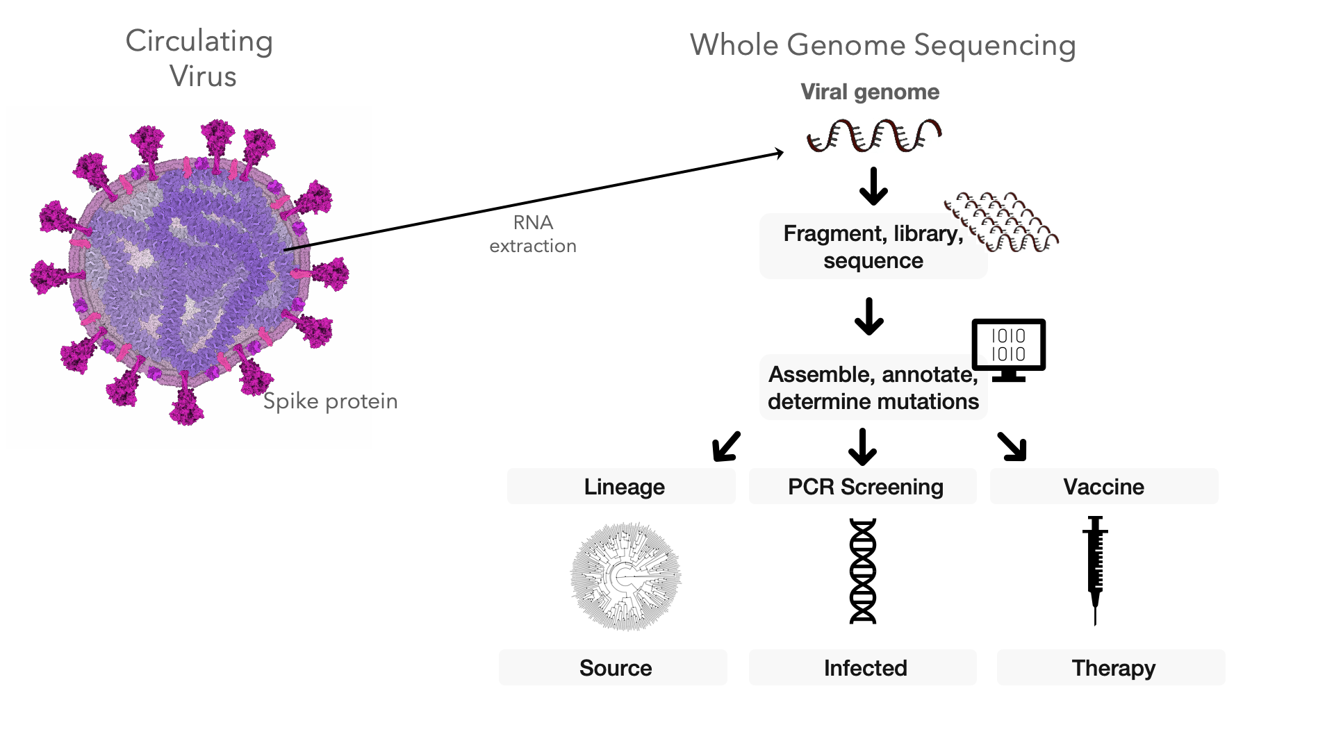 Where Coronavirus Variants Emerge, Surges Follow – New Research ...