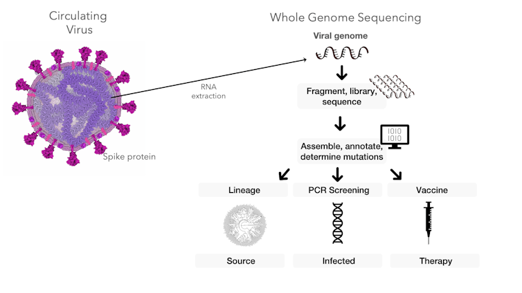 diagram of how scientists can use genetic sequence data from coronavirus