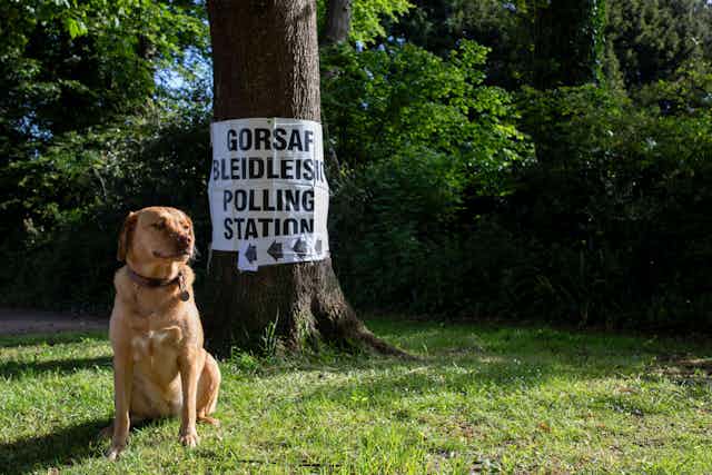 A dog sitting in front of a sign that says 'polling station' in Welsh and English