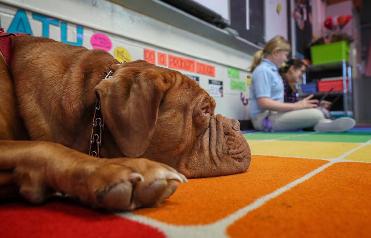 How school pets can help children to learn and read