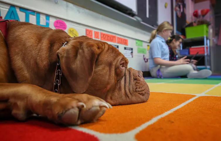 A french mastiff service dog lies on a colourful classroom carpet