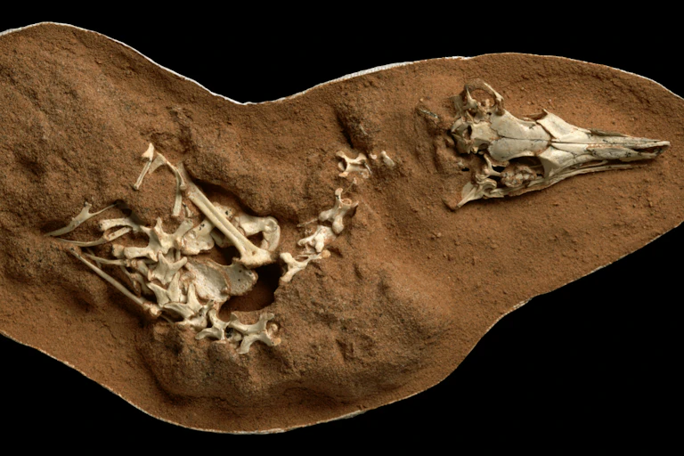 An oblong piece of brown dirt with a small skeleton half unburied.