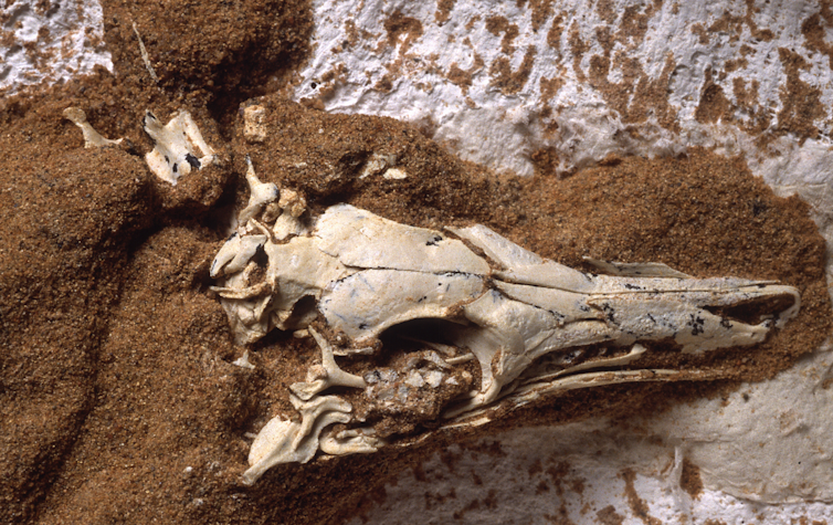 A close up photo of the skull of _S. deserti_ showing a large eye socket.