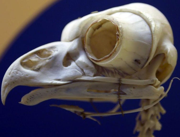 An owl's skull with a ring-like eye socket attached.