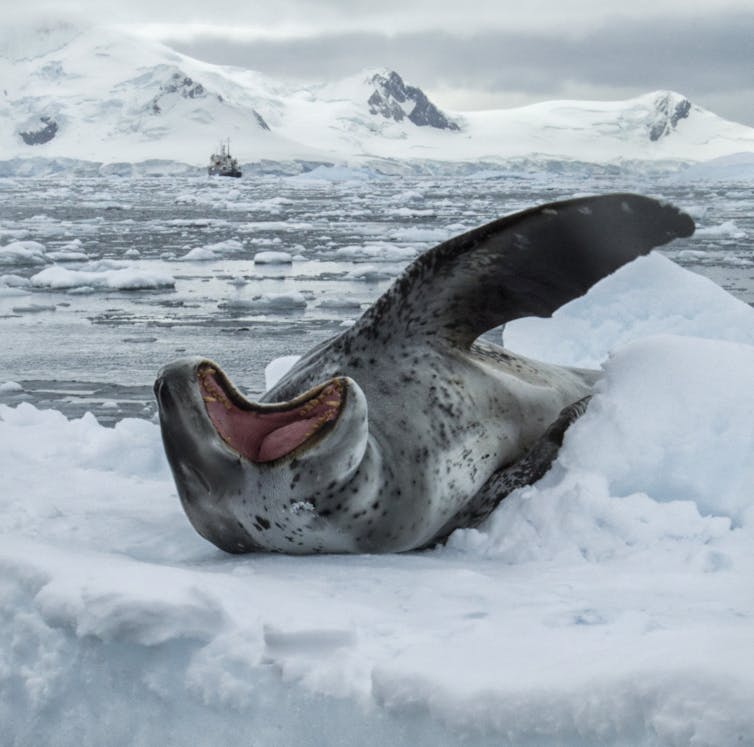 Swim like a sea lion, splash like a seal: how evolution engineered nature’s underwater acrobats