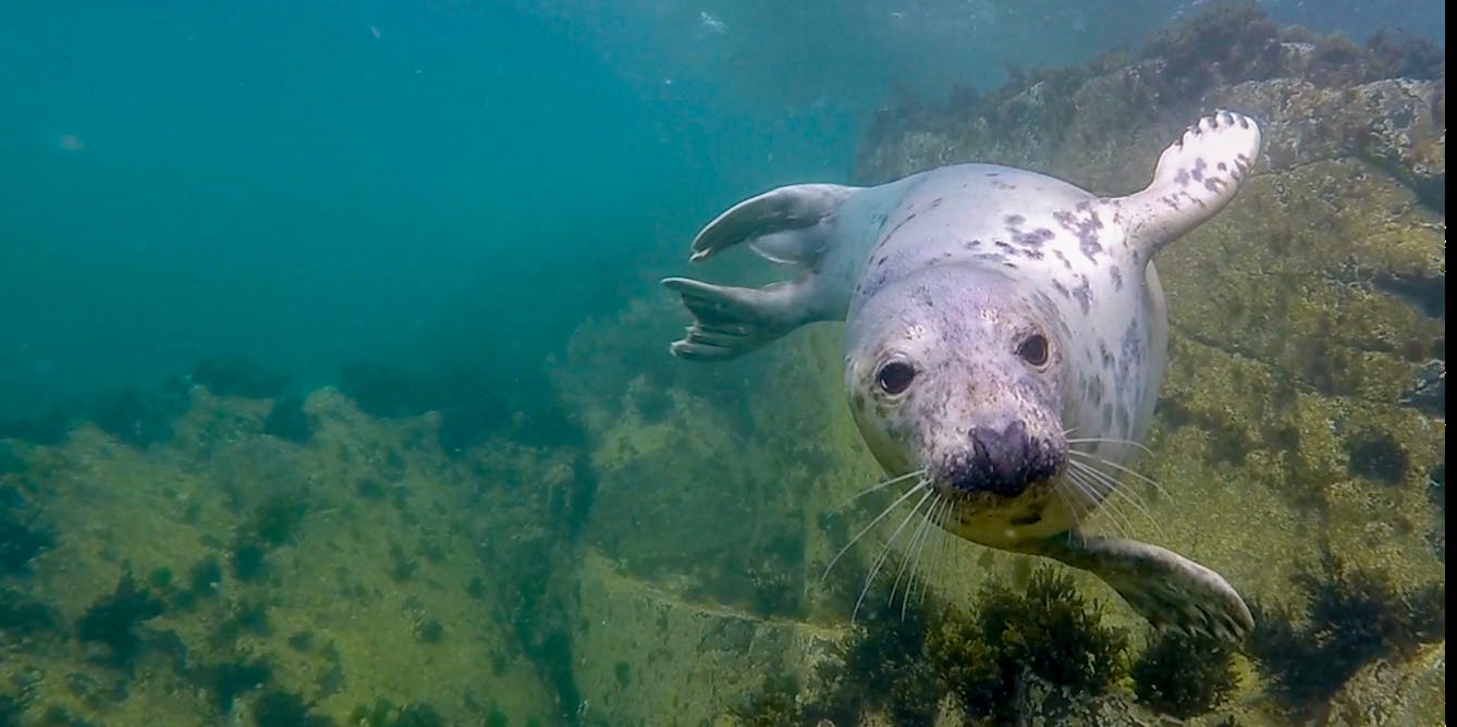 Swim Like A Sea Lion, Splash Like A Seal: How Evolution Engineered Nature'S  Underwater Acrobats