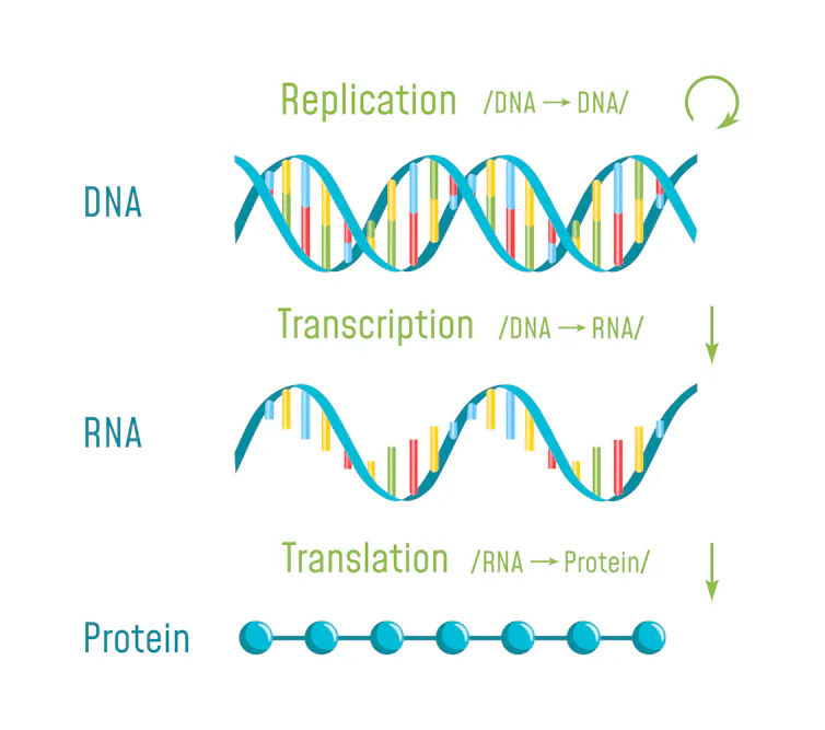 The process of turning DNA into RNA and into protein.