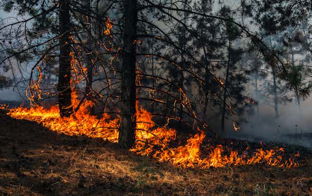 Fire engulfs a pine forest.