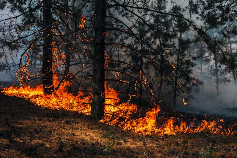 Fire engulfs a pine forest.