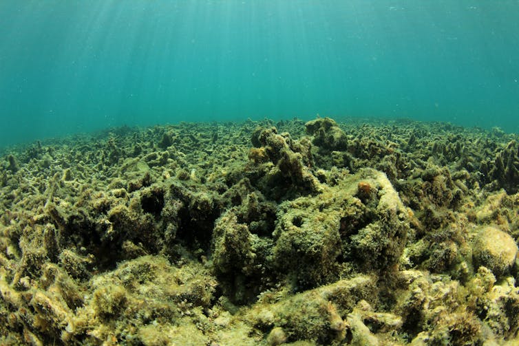 Мертвые коралловые обломки, утопающие в водорослях.