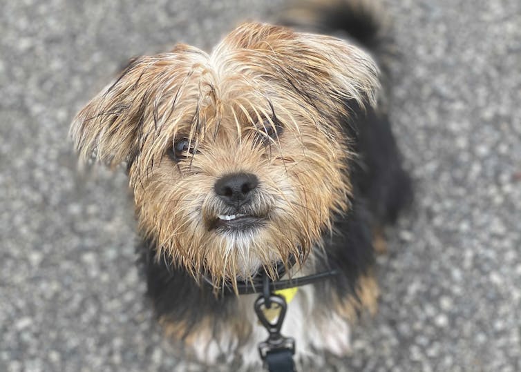 dog sitting looking up at camera with small tooth poking out