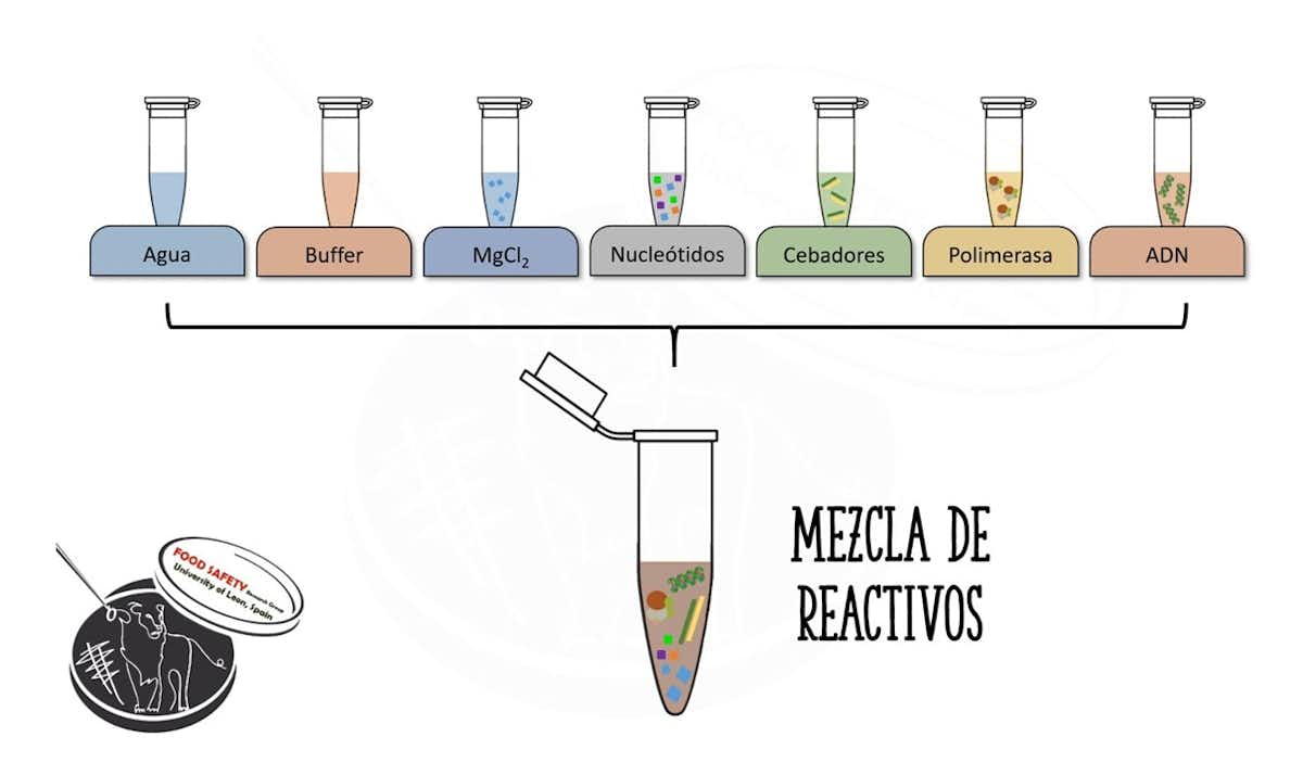¿Cuándo es útil y cuándo no la prueba de la PCR? ¿Cuándo es útil y cuándo no la prueba de la PCR?