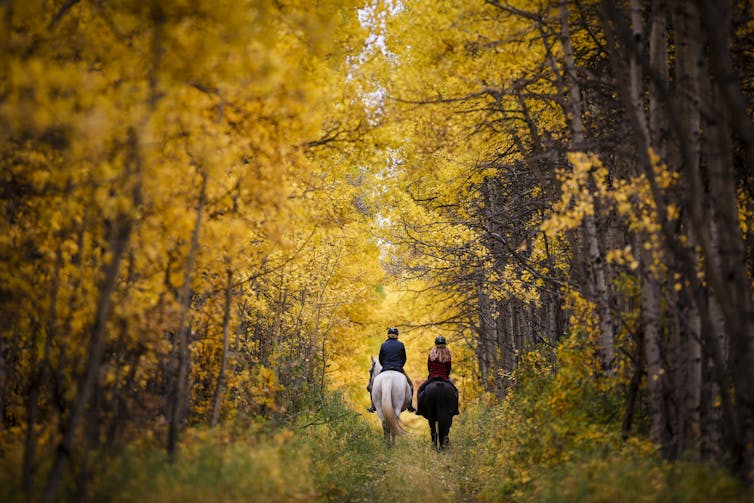 Riders and their horses pass through autumn colours
