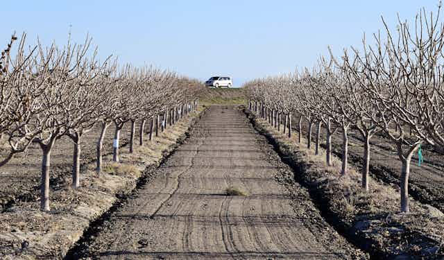 Fruit trees in California's Central Valley, where wells are starting to run dry