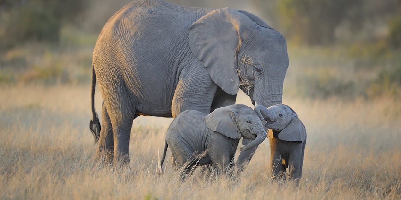 From baby blue-tongues to elephant doulas: motherhood across the ...