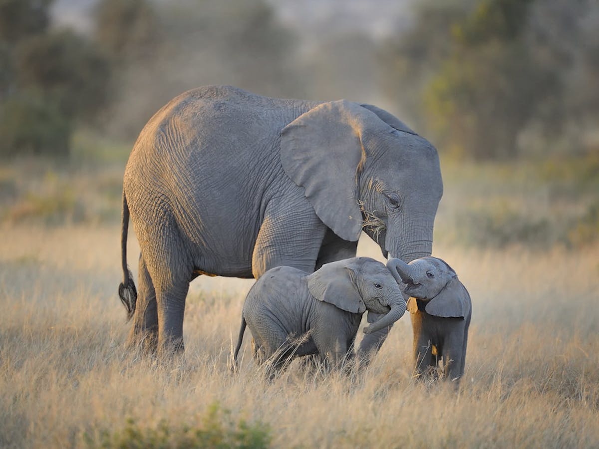 From baby blue-tongues to elephant doulas: motherhood across the animal  kingdom